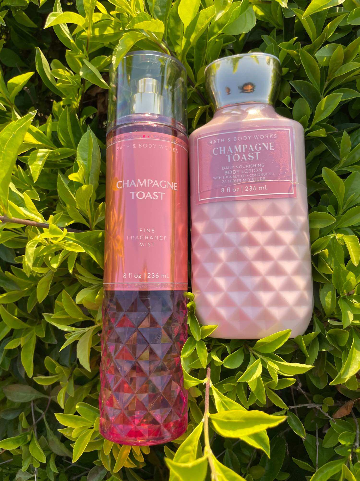 Bodymist Champagne Toast fullsize 236ml Bath and Bodyworks Mỹ_ hương rượu champagne nồng ấm