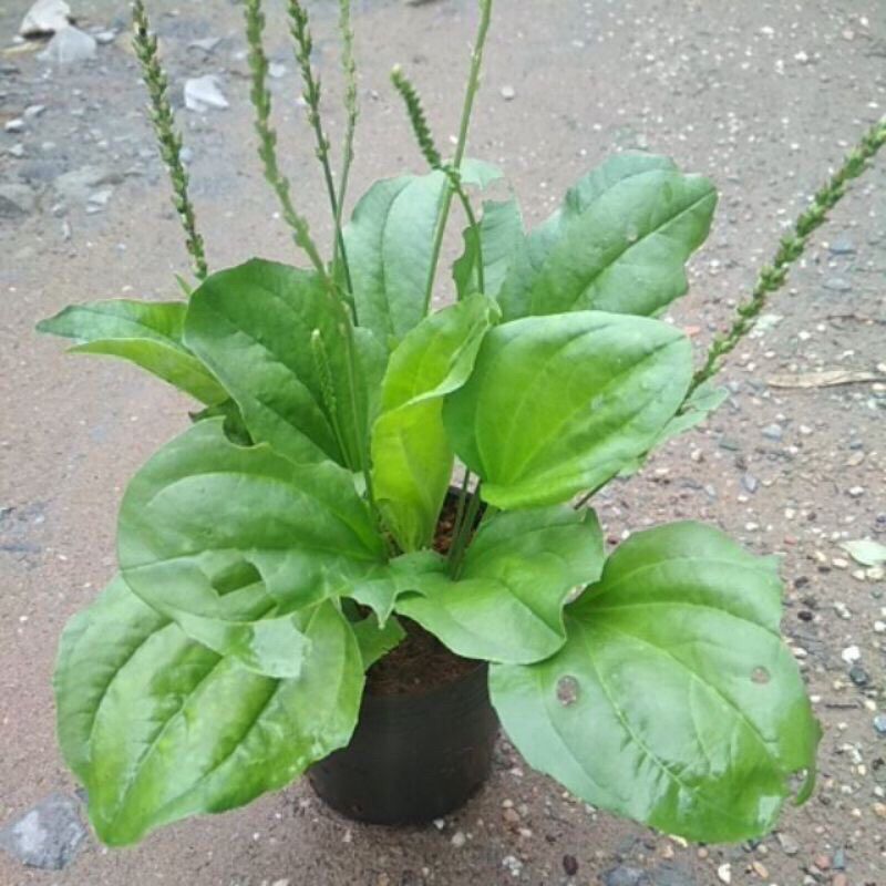 Combo 4 cây mã đề