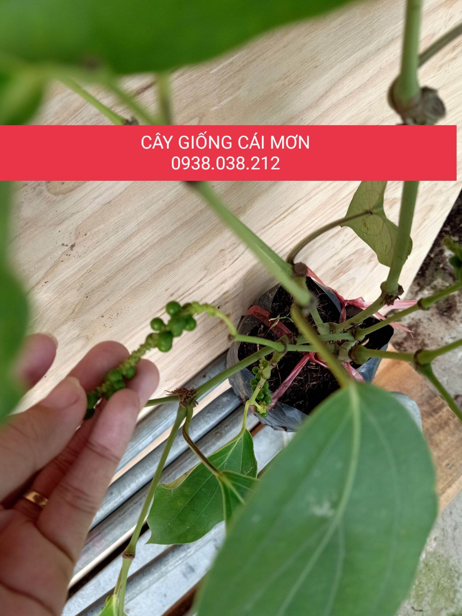 CÂY GIỐNG TIÊU XANH , TIÊU GIA VỊ