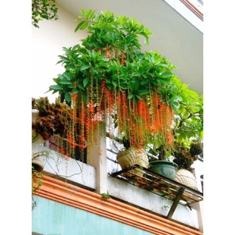 Cây lộc vừng