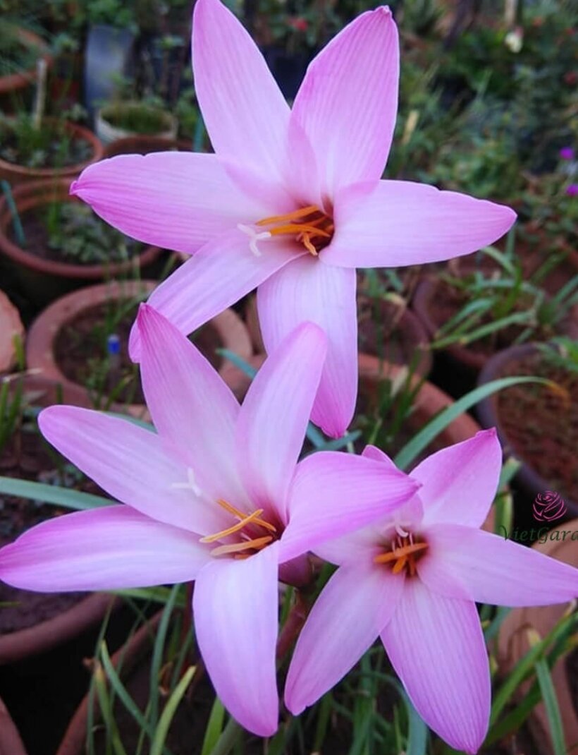 COMBO 3 CỦ HUỆ MƯA CHERRY PINK  BÔNG TO KHỦNG).