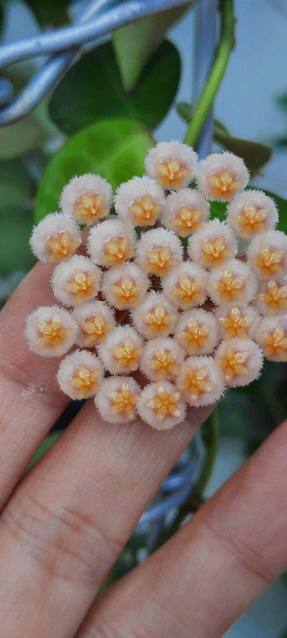 Cẩm cù gà lai chậu lớn sắp hoa