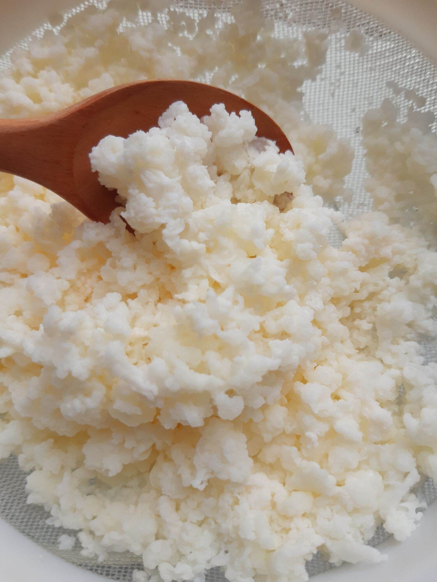 nấm sữa kefir ( nấm làm sữa chua)
