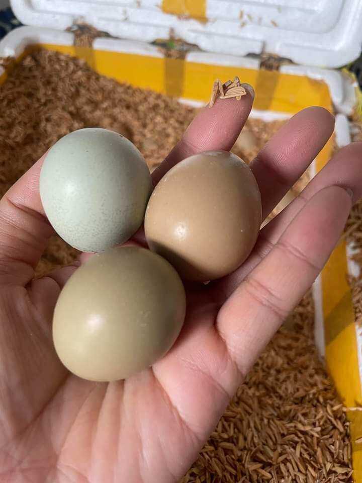 10 Trứng chim trĩ so