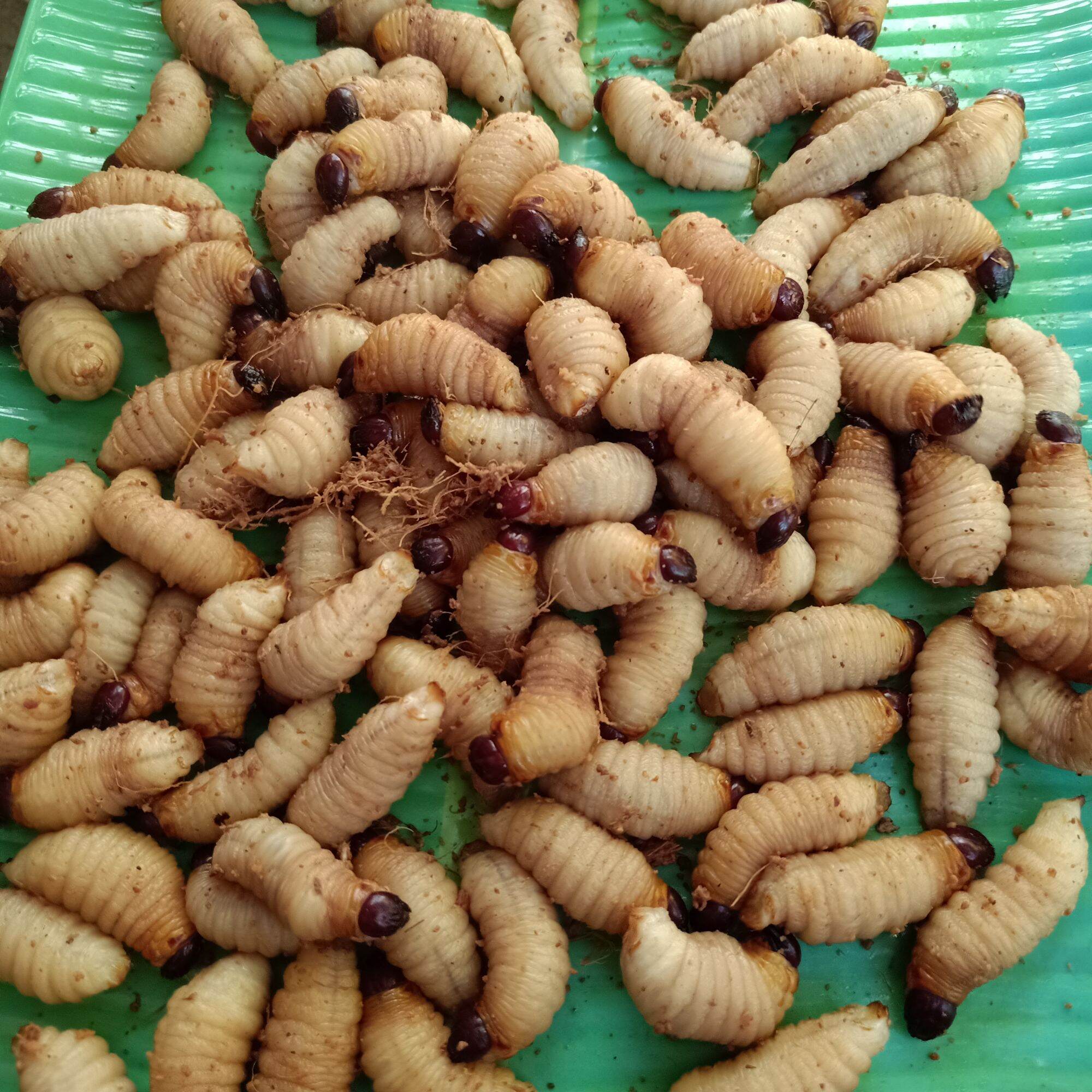 Đuông dừa bến tre