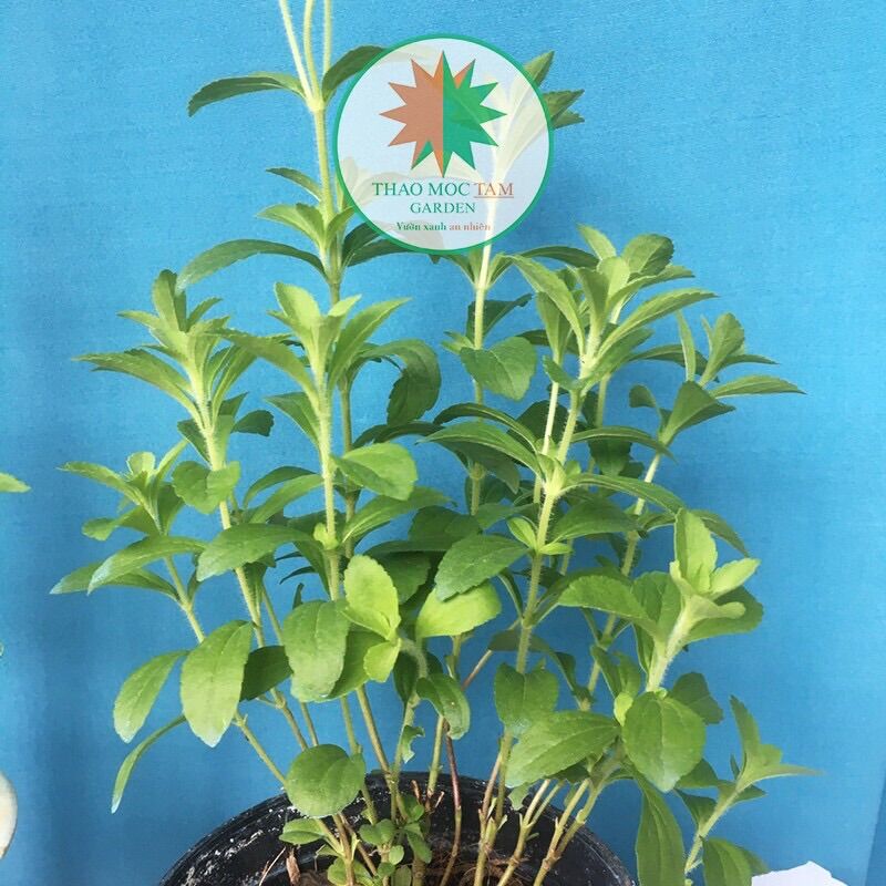 Chậu cây gia vị Cỏ Ngọt - Cây cúc ngọt giành cho người kiêng đường, kiêng ngọt