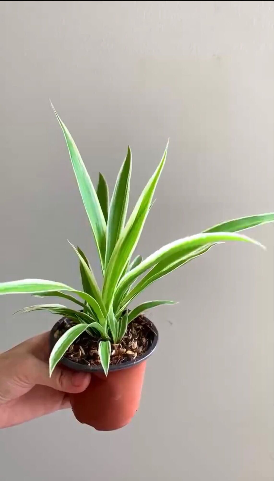 Chậu Cỏ Lan Chi ( Trồng thủy sinh được )- cây bán ảnh cuối
