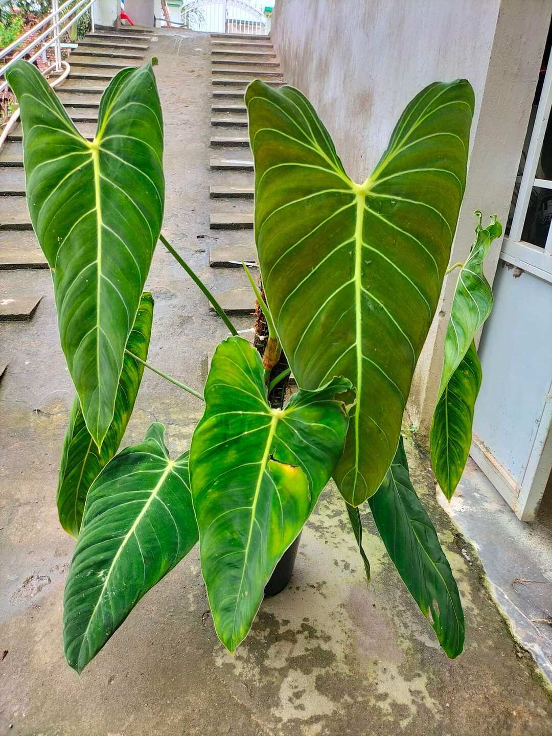 Cây philodendron melano