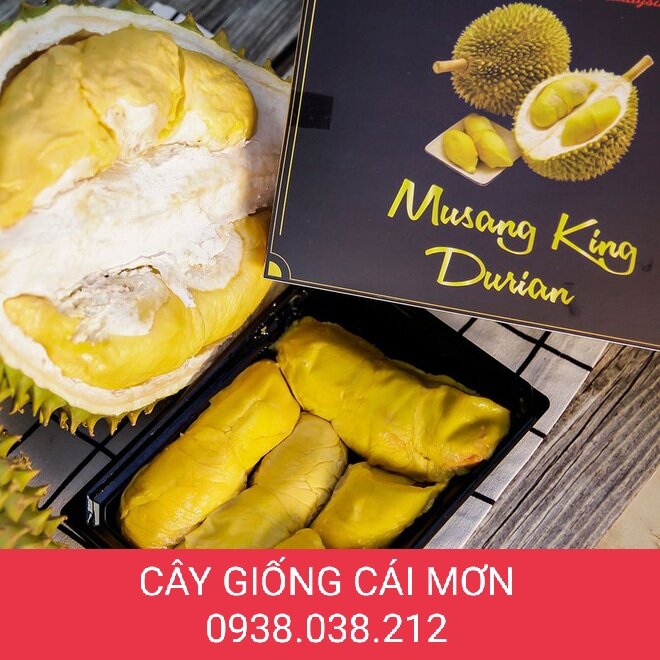 Cây giống sầu riêng musangking d197