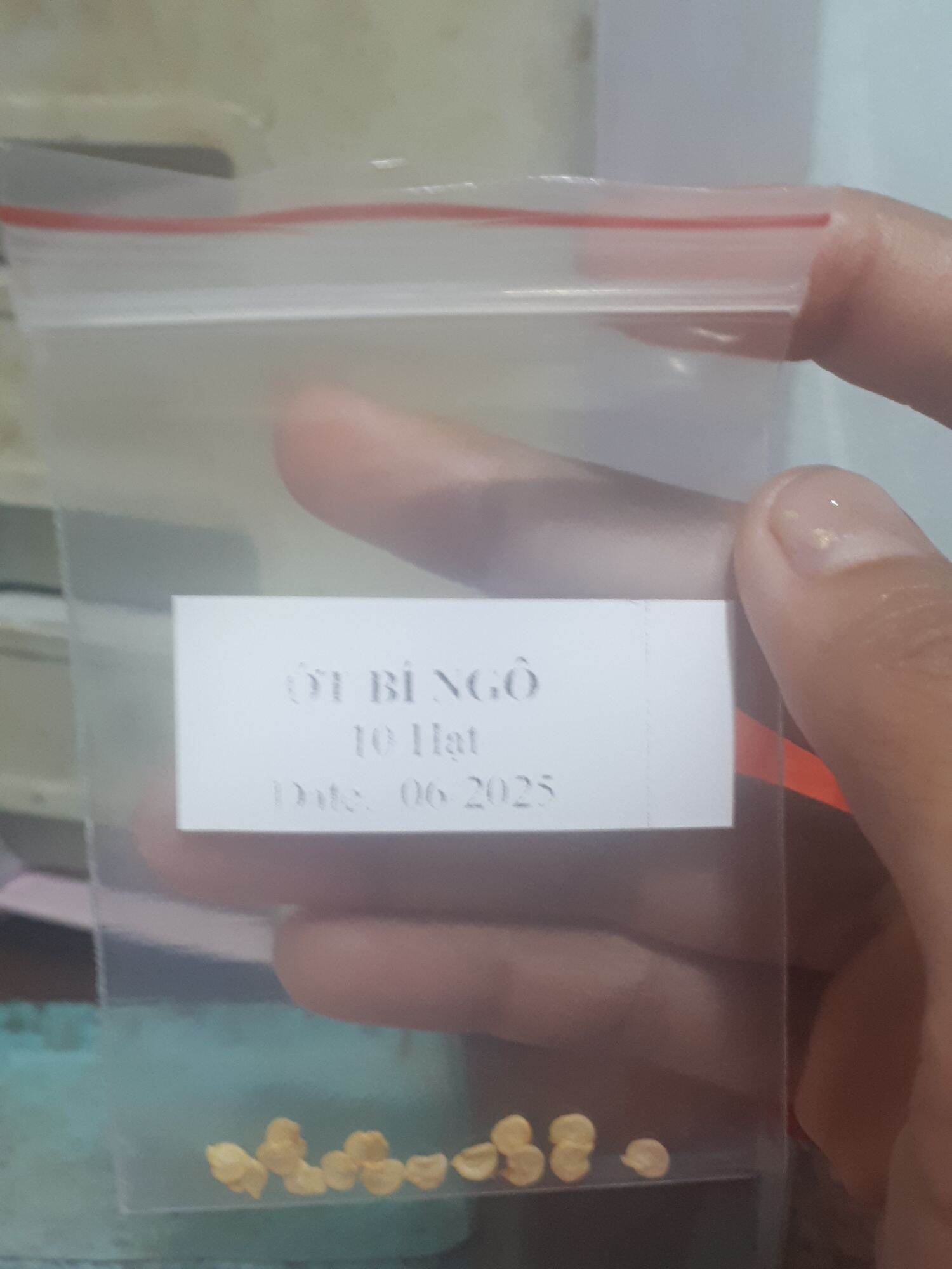 20 HẠT GIỐNG ỚT BÍ NGÔ SIÊU CUTE