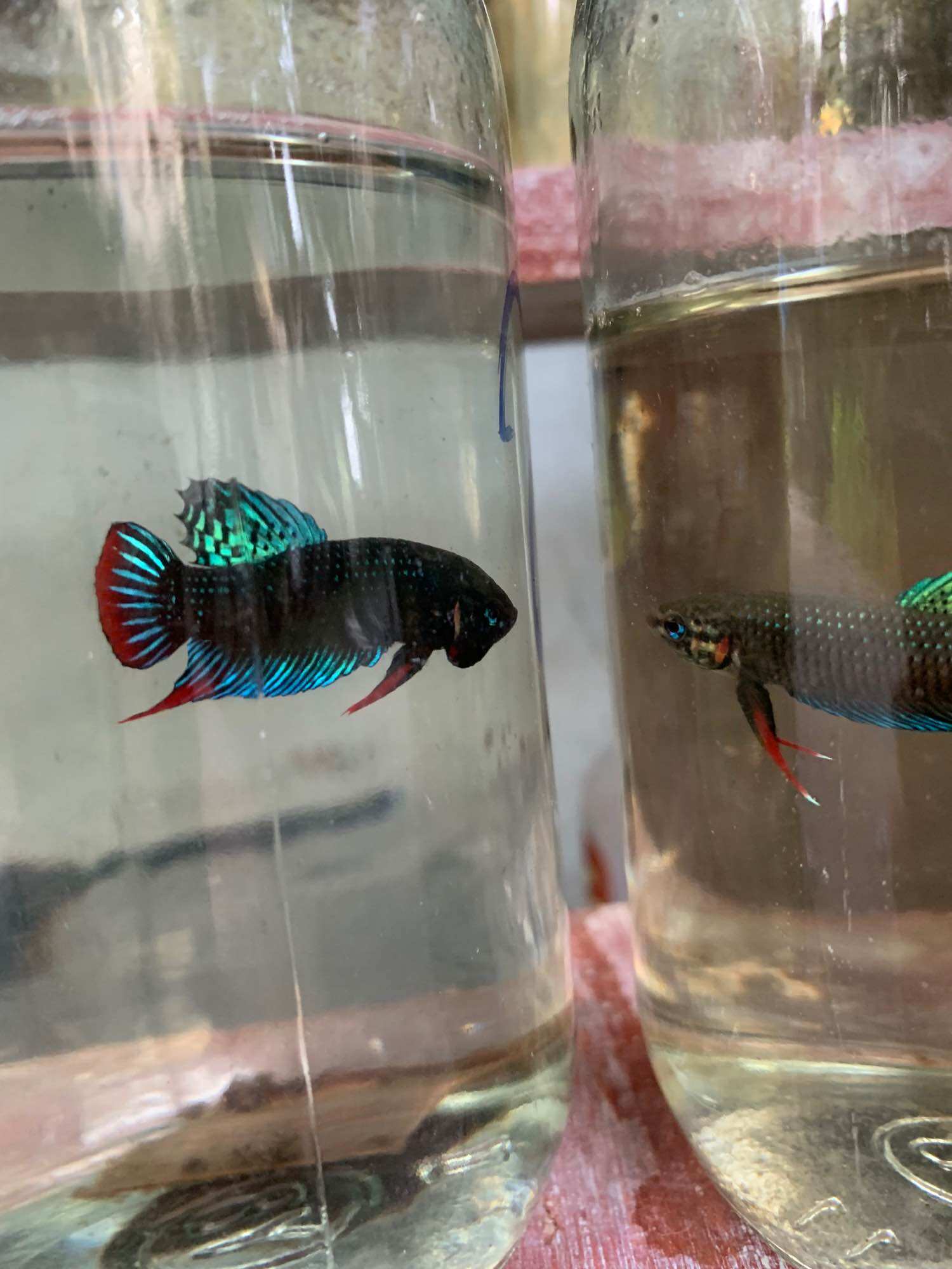 Lia thia đồng trống 20k