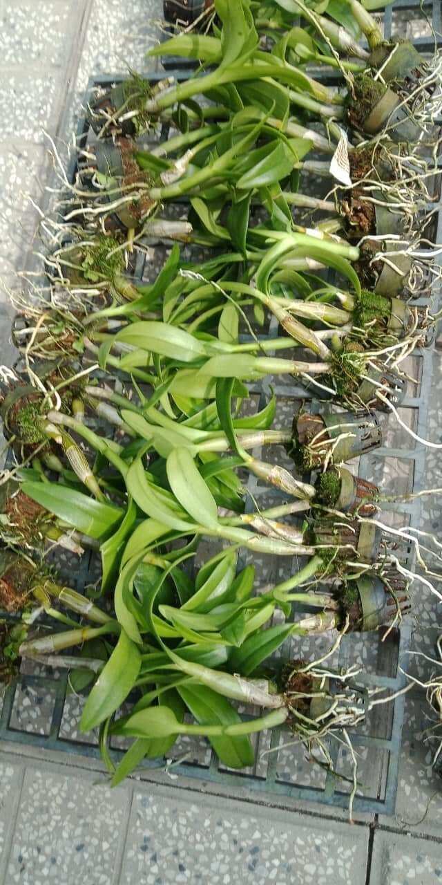 Hoa lan denro giống hoa đủ màu lộn xộn
