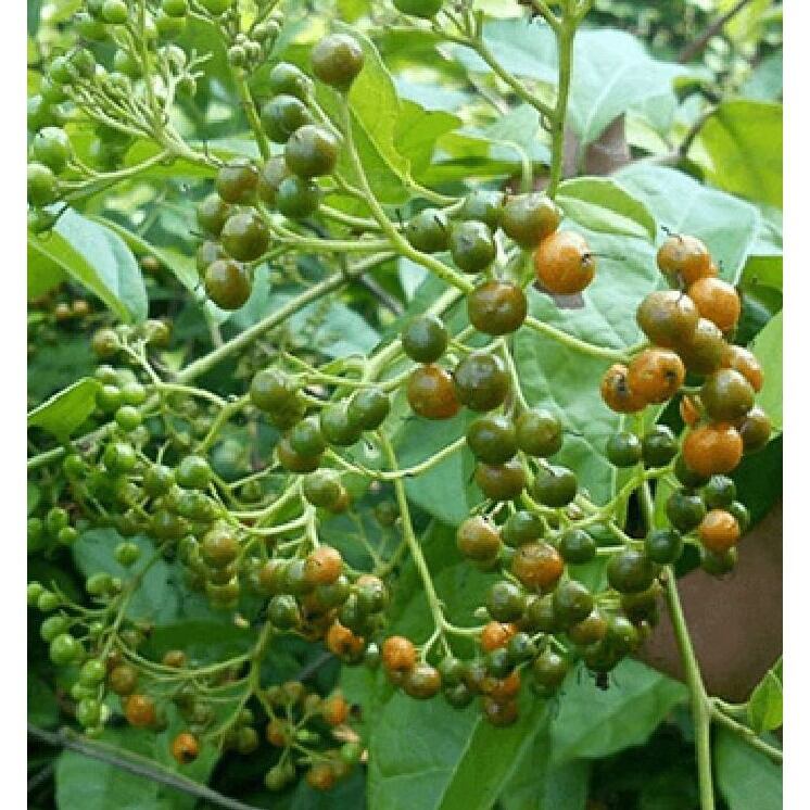 combo 5 CÂY xạ đen mua 10 tặng 1