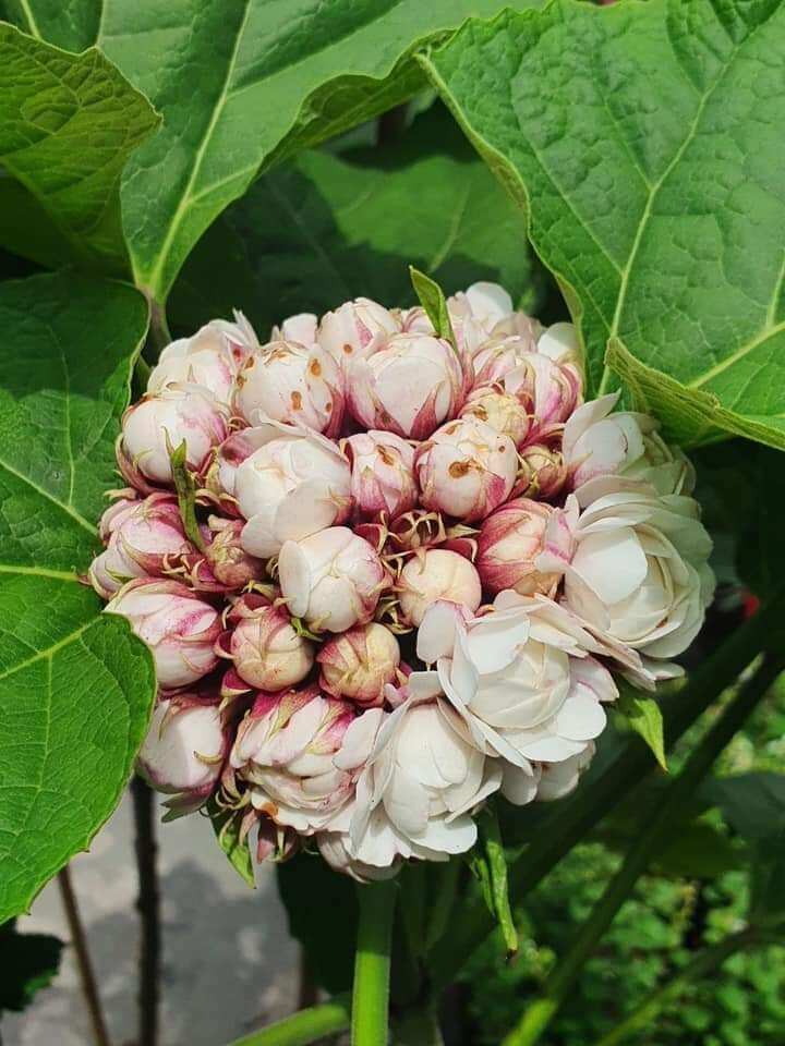 Cây hoa mộng thường, mộng cầm