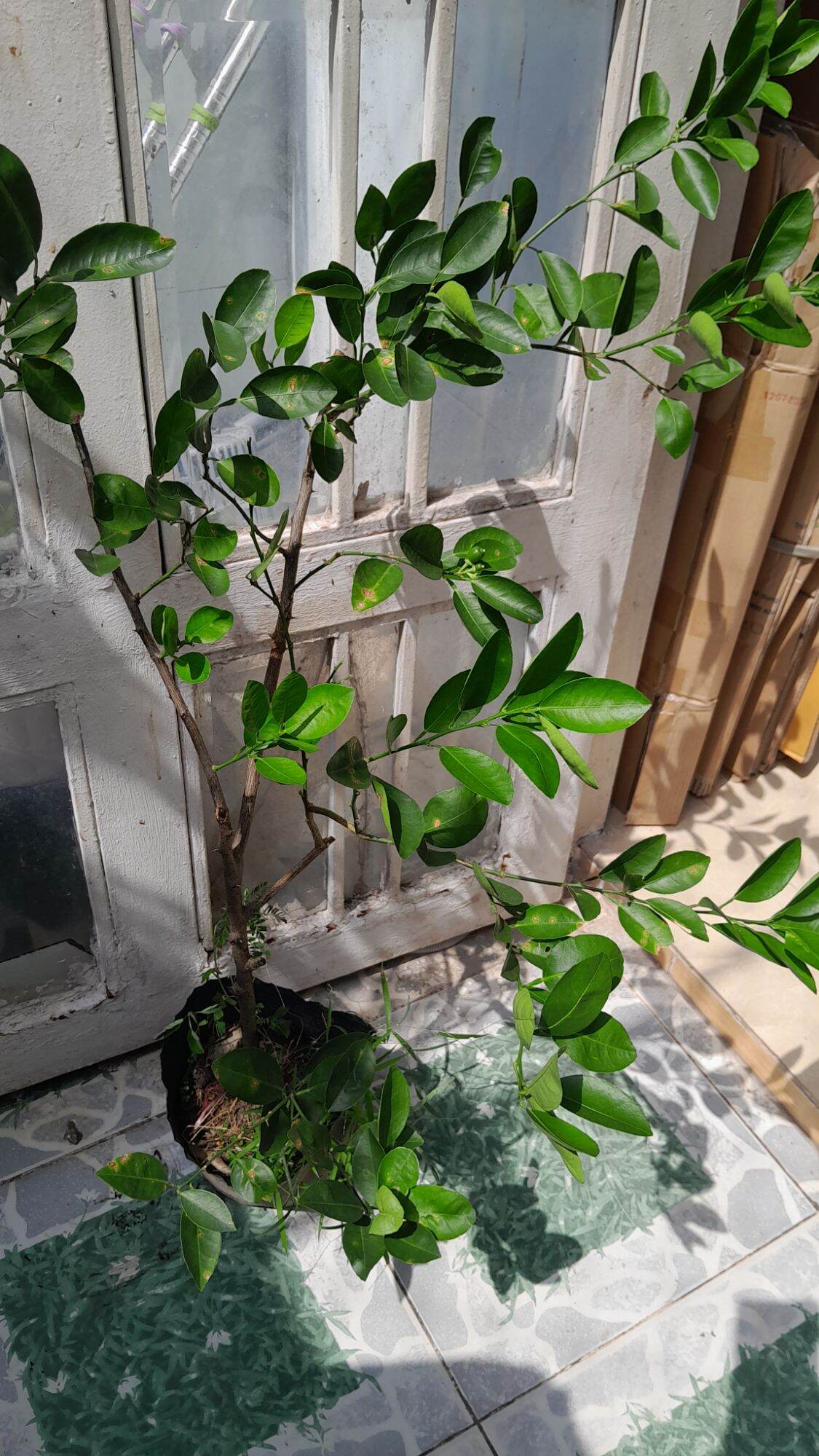 Potted Paper Lemon Tree, 1.2m Tall, with Fruit