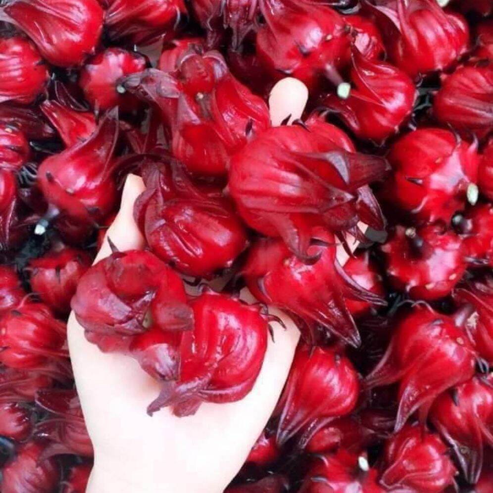 Hoa atiso đỏ tươi ( hoa bụp giấm, hibicus) dùng pha chế sirô sting đỏ, làm mứt hoa hồng)