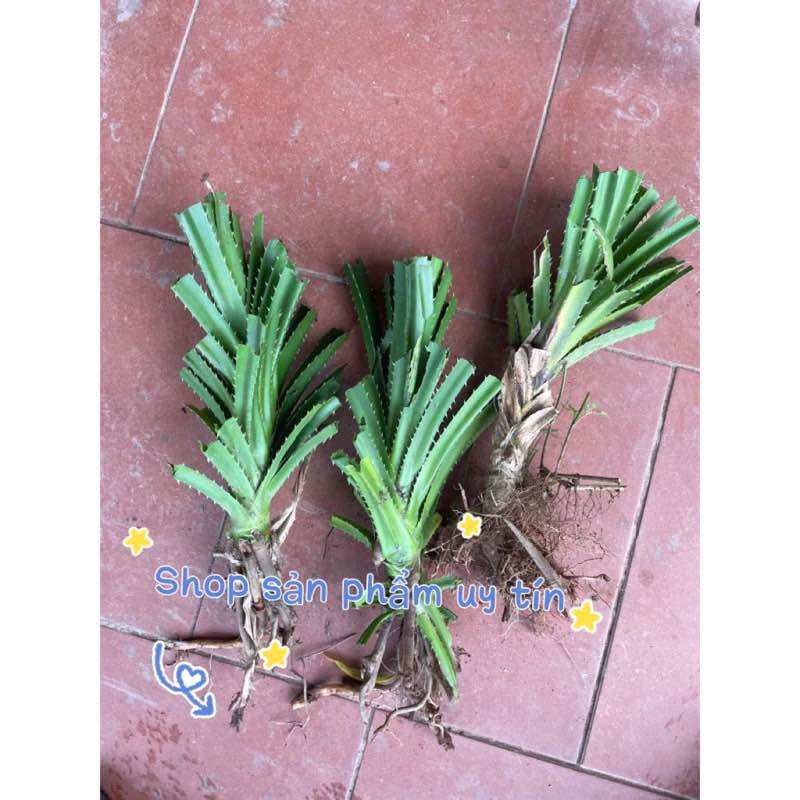 Cây dứa trừ tà đa công dụng