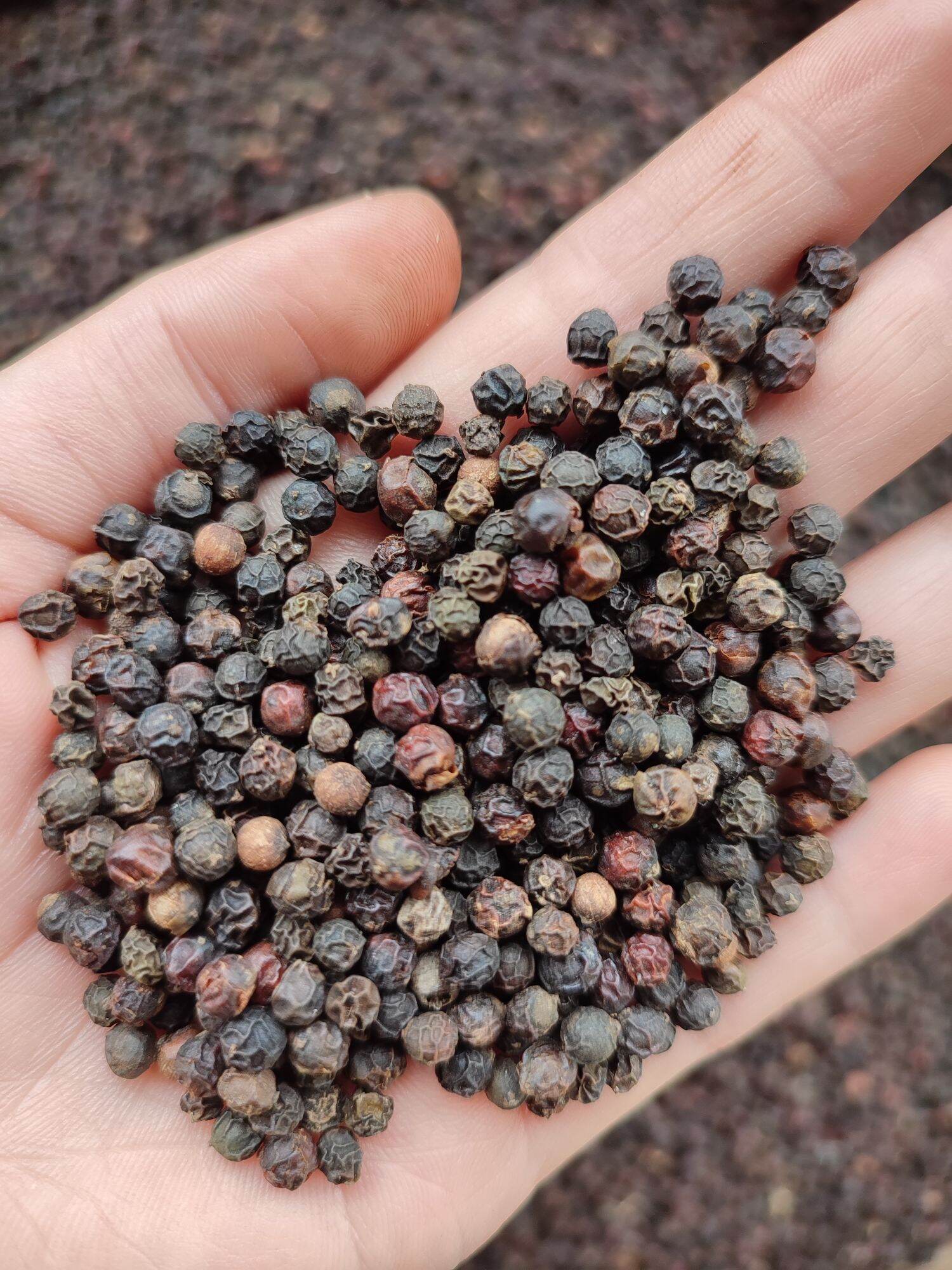 500gr hạt tiêu đen chín đỏ Đăk Lăk giá sỉ