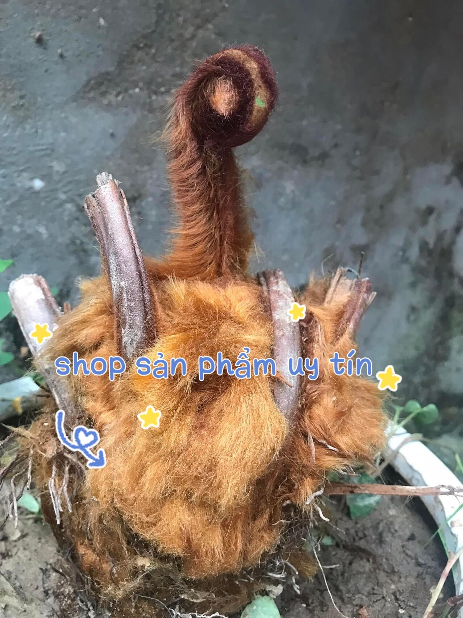 Cu li trồng kiểng (củ đã dâm ủ khoẻ)