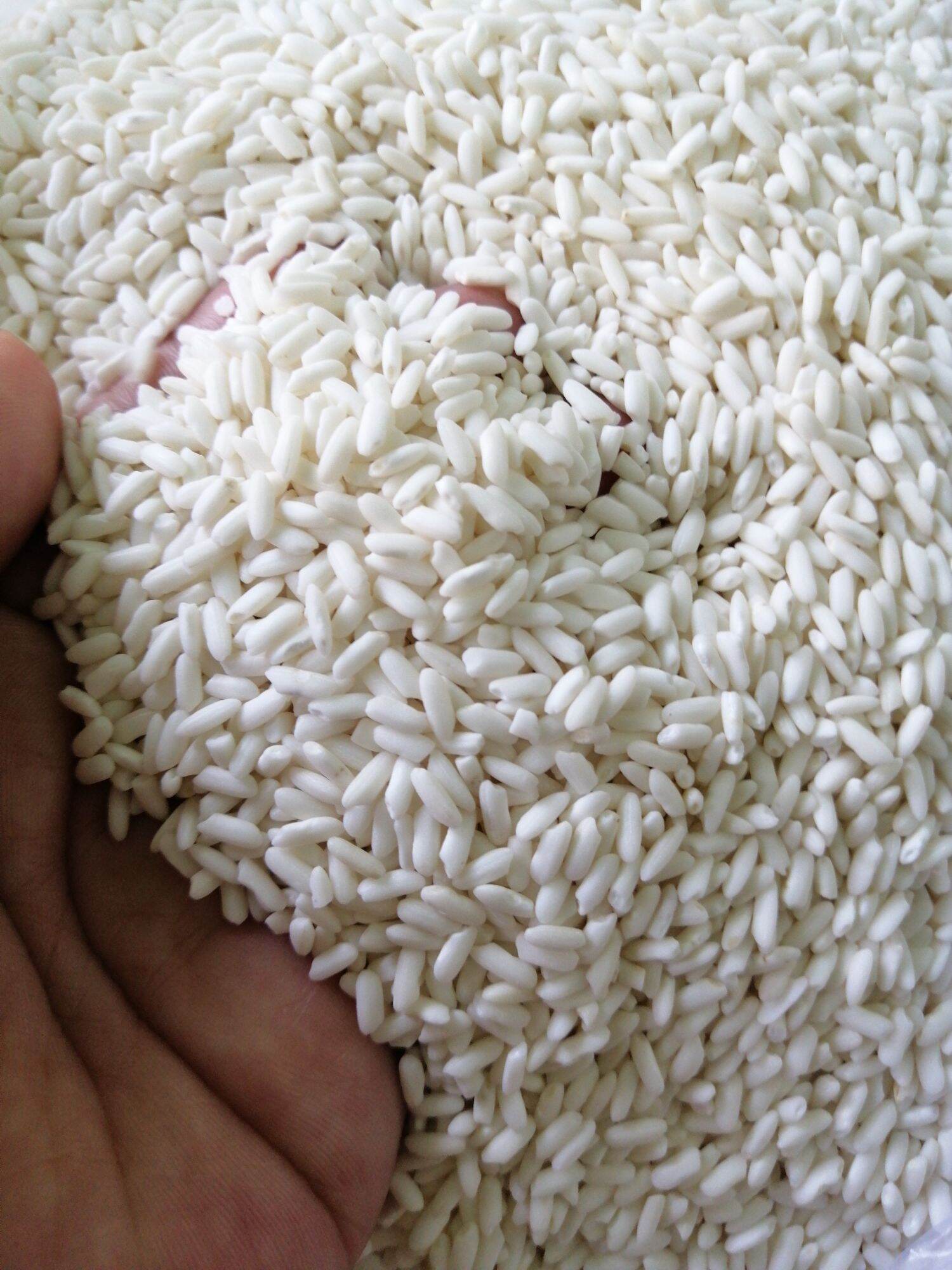 1 Kg ​  Nếp Lào