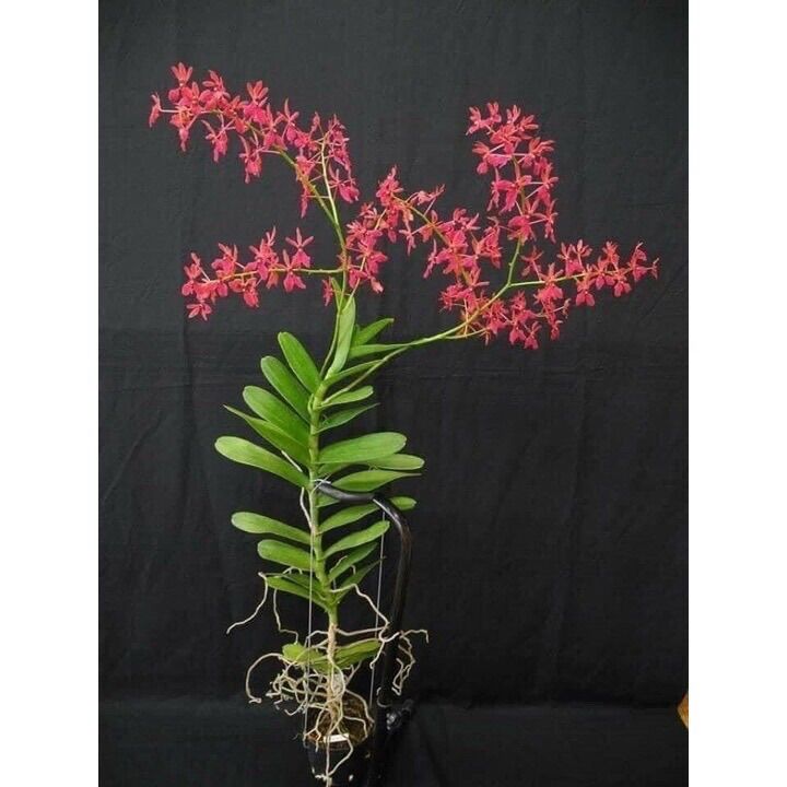 Hoa Lan Phượng vĩ sỉ 2k( set 5 cây )
