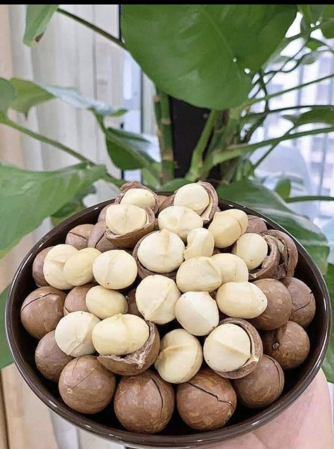 Hạt mắc ca sấy nứt vỏ giá rẻ, hạt to tl500gr