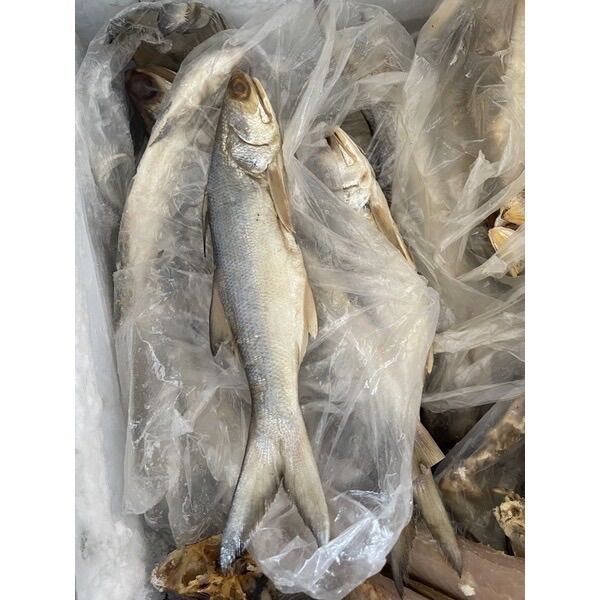 Khô cá chét muối dùi 1kg 190k