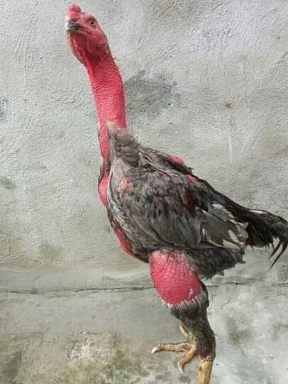 Trứng gà chọi giống về ấp