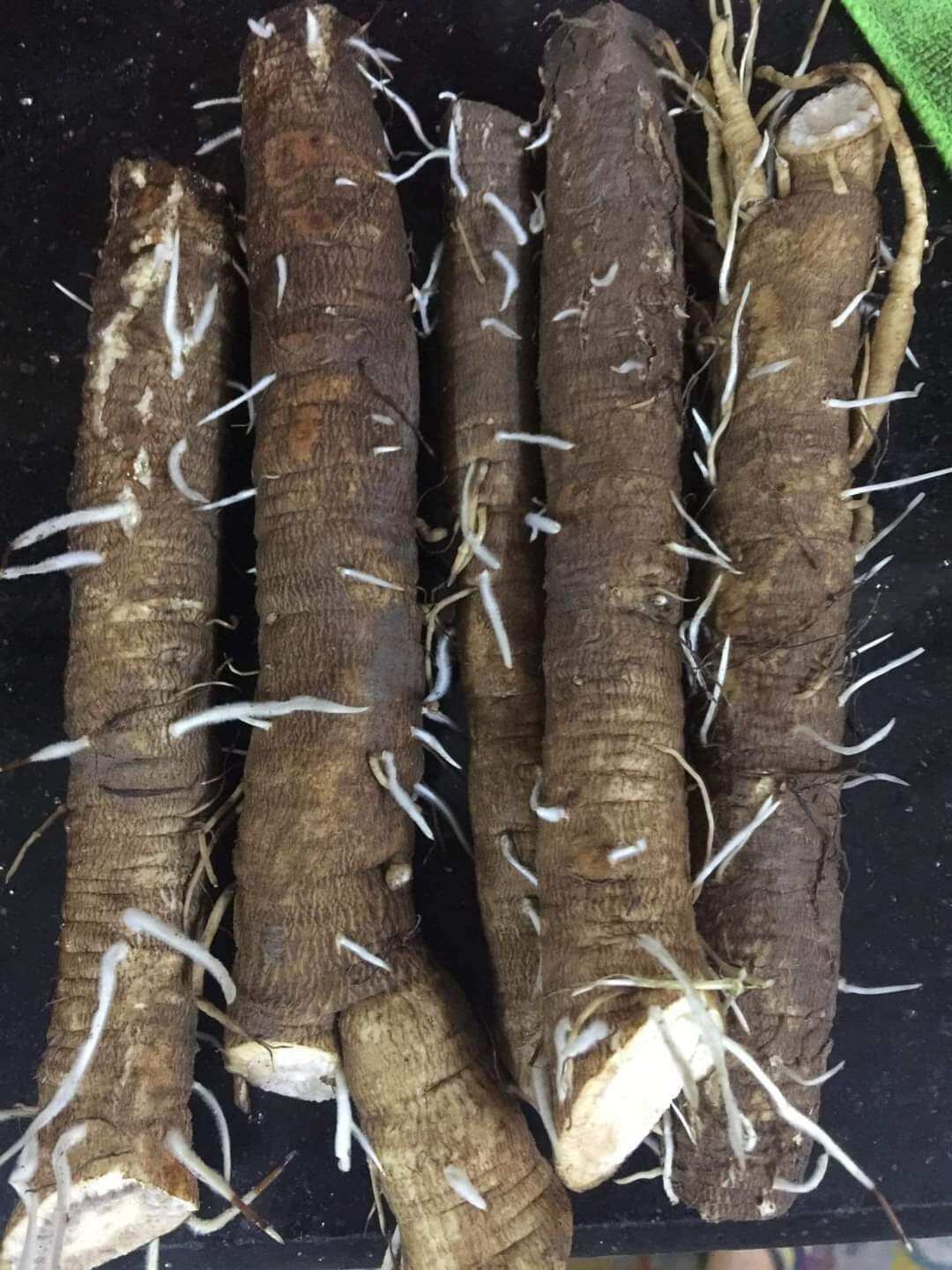 Trà ngưu bàng Đông Sâm, hộp 100g