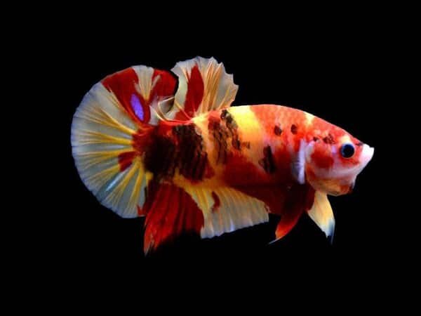 Betta Koi Nemo galaxy  size 4 tháng cá bự đẹp, from đẹp. có bảo hành rủi RO đó vận chuyển khí có clip hoặc ảnh lúc khui hàng.