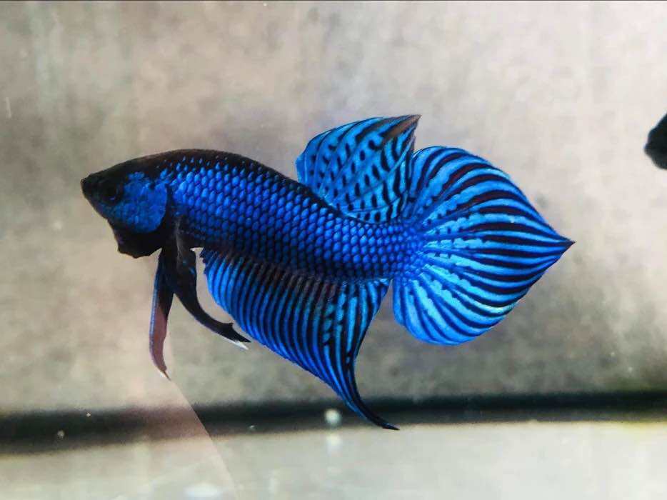 Betta Hoang Dã Mahachai - Hàng cao cấp