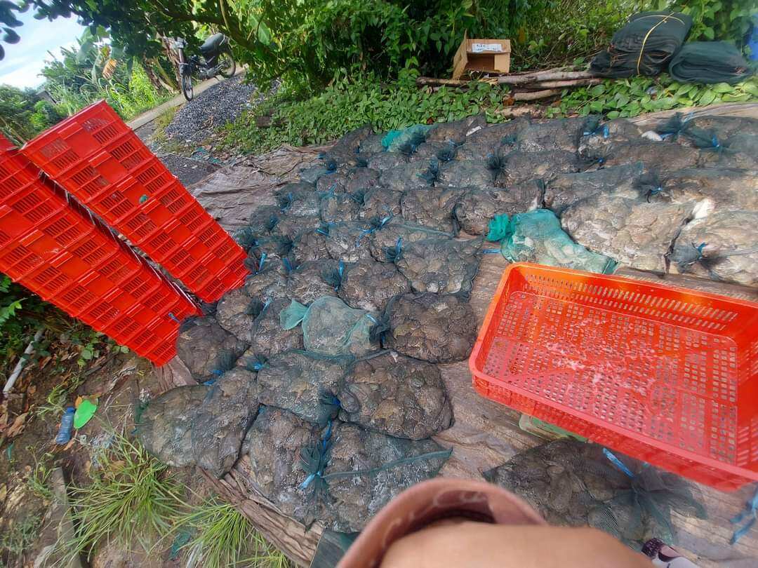 Túi lưới đựng ếch 60x60