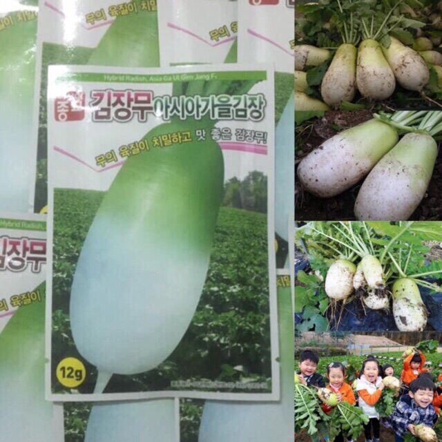HẠT GIỐNG CỦ CẢI HÀN QUỐC TÁCH GÓI 100 HẠT