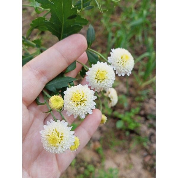 cúc chi rủ vàng, trắng và cổ trà (hàng cây giống bầu 5 cây)