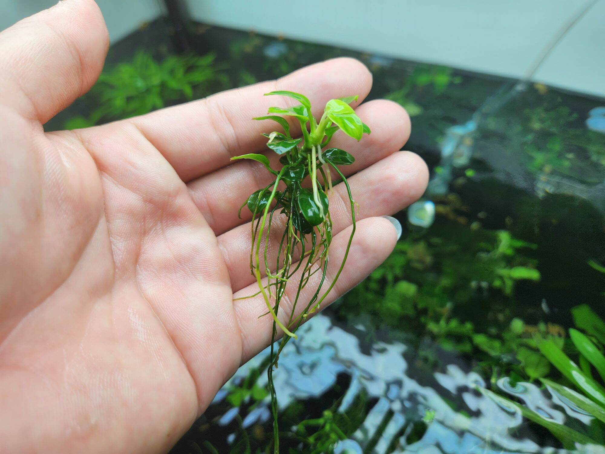 Ráy nana petite thái mới full lá nước (1 ngọn)