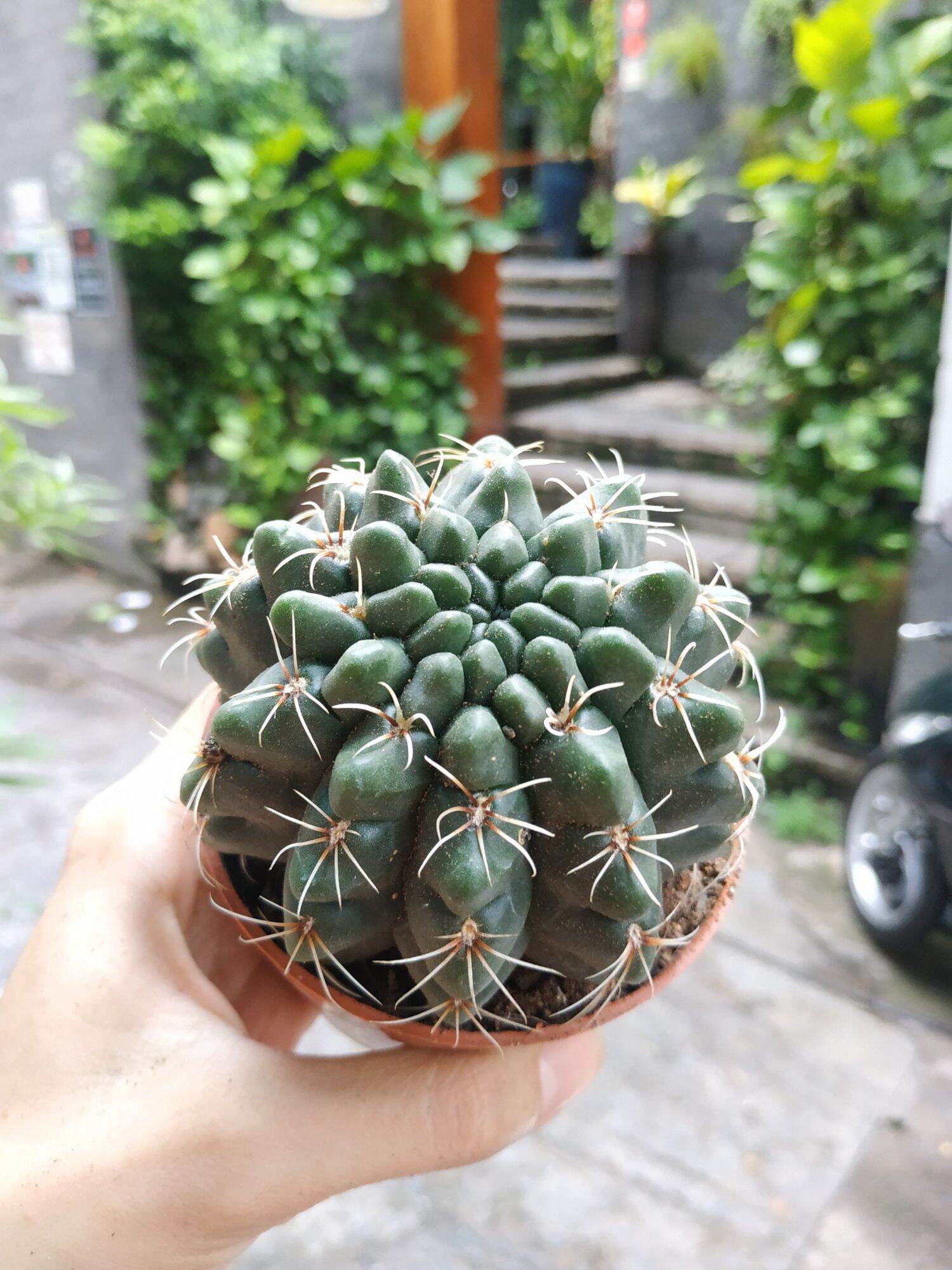 Xương rồng THẦN LONG