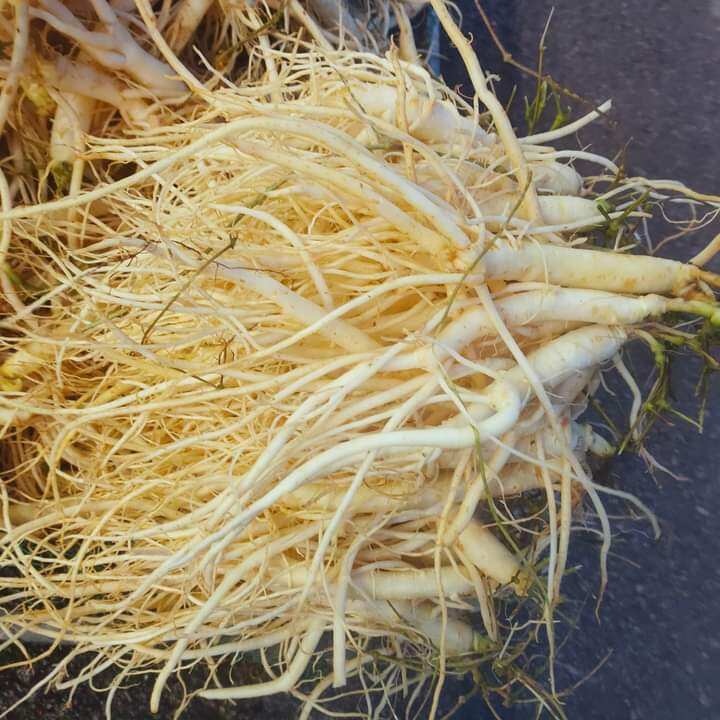 Sâm dây Ngọc Linh 15 củ/kg
