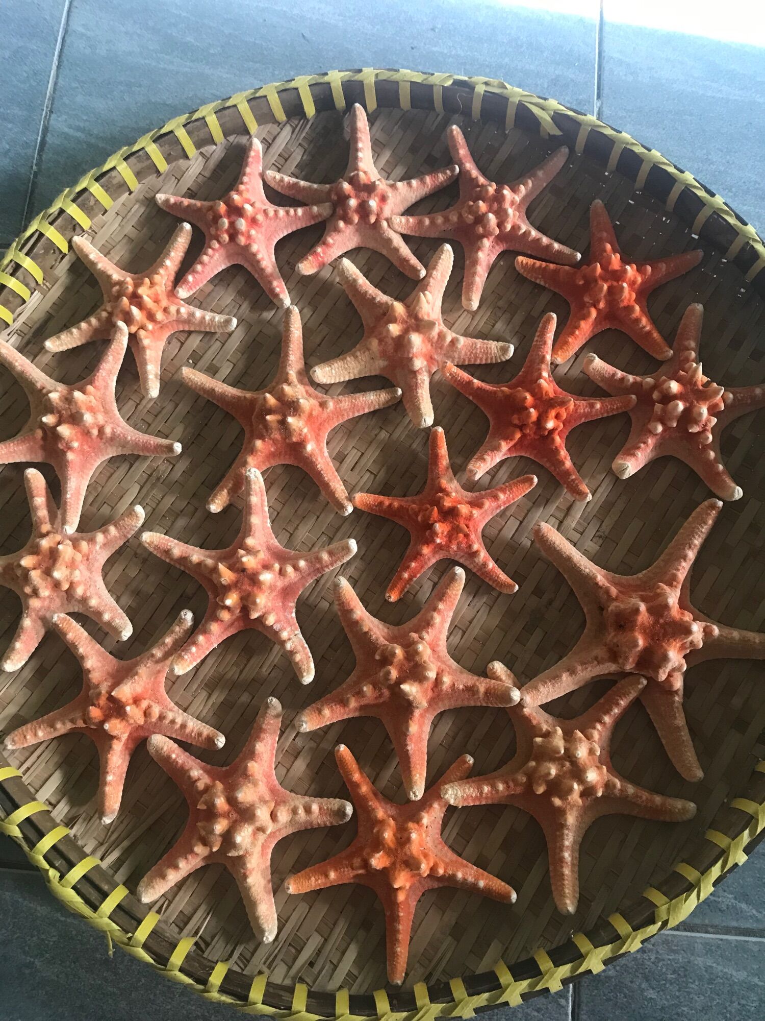 Sao biển đỏ Phú Quốc size mini 190k/4 con