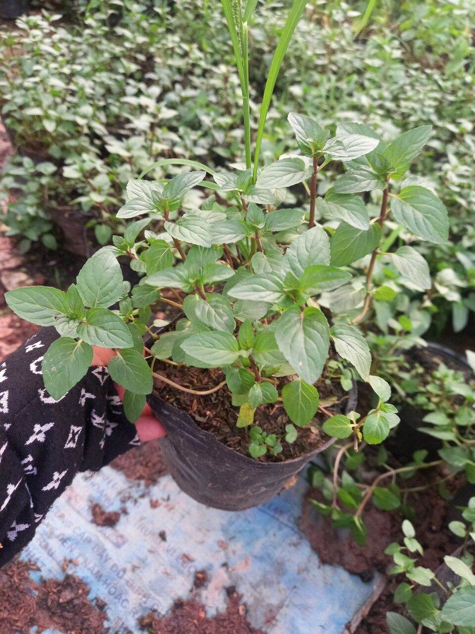 cây bạc hà