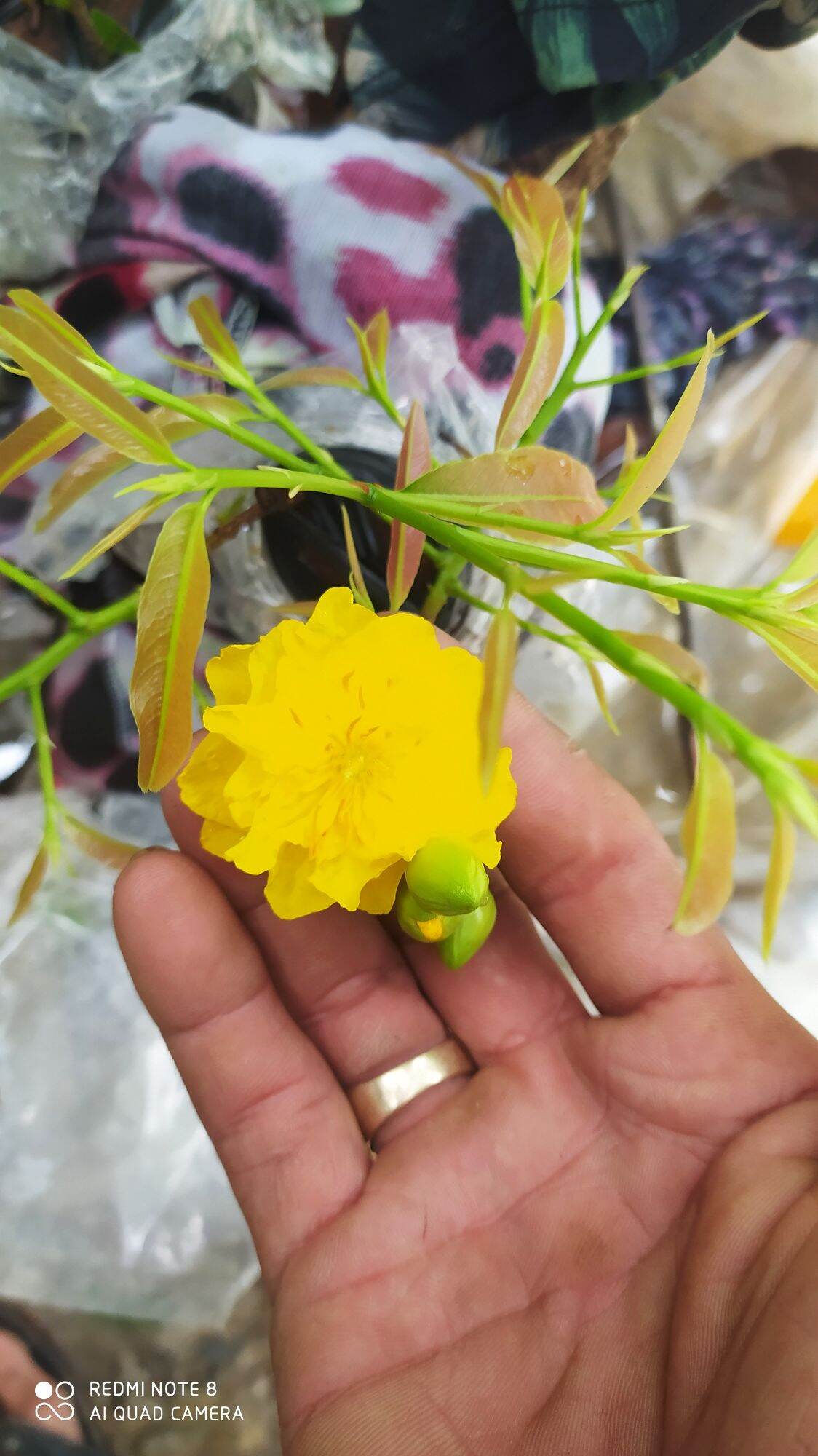 po cuc thọ hương , bạch mai 20 po