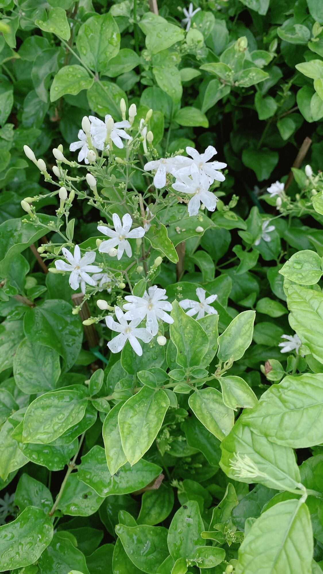 Hoa Nhai Hoang De