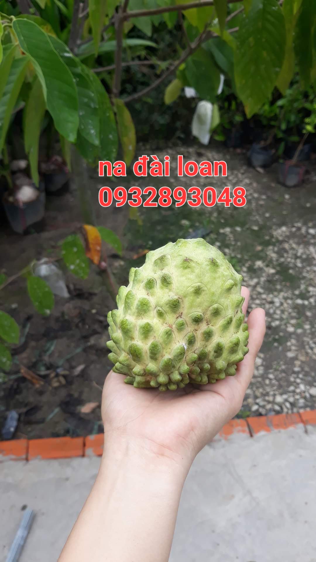 Cây na đài loan,chuẩn giống f1