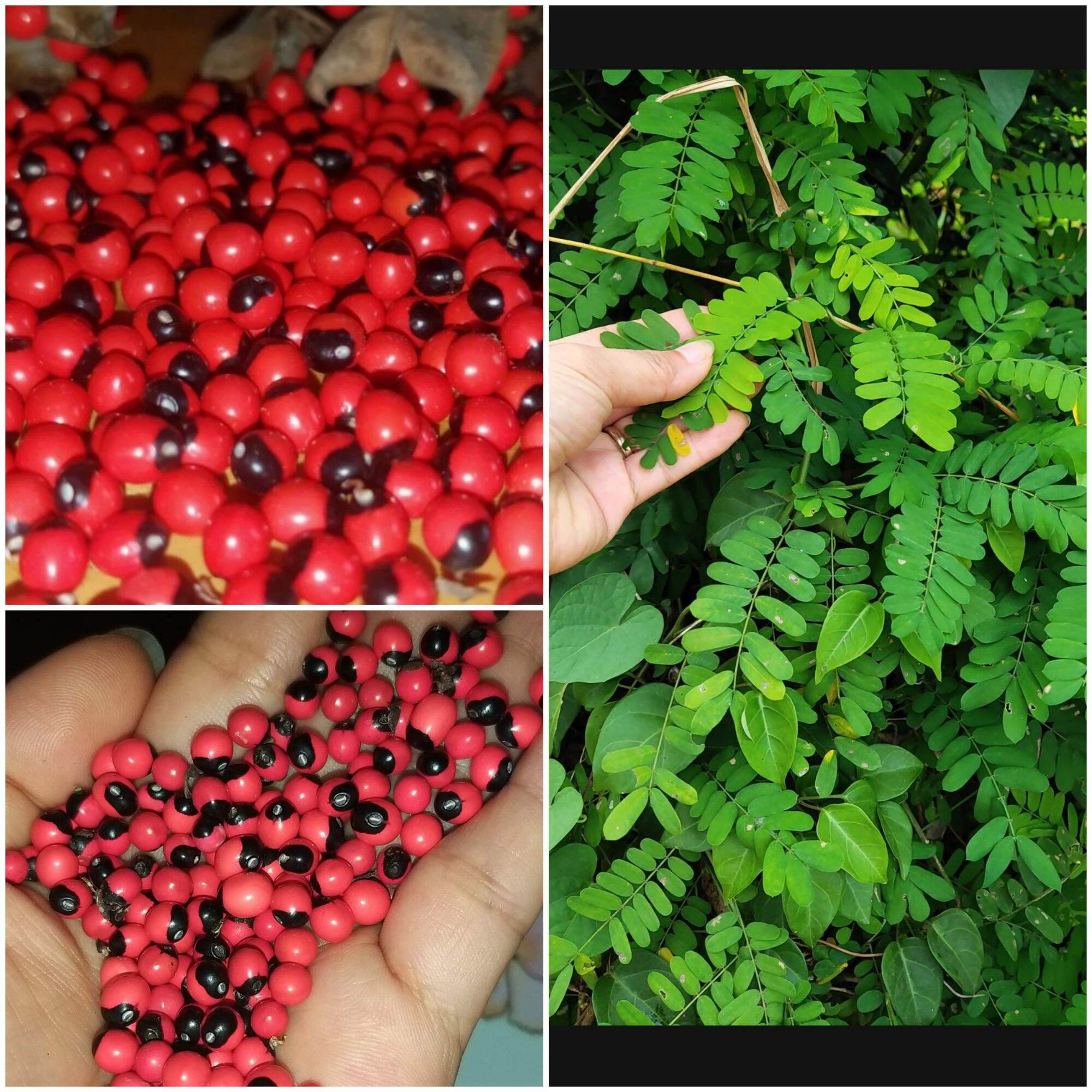 Túi 40 Hạt giống cây cam thảo dây