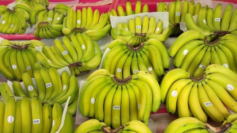 Cây giống chuối cấy mô Laba- 10 cây