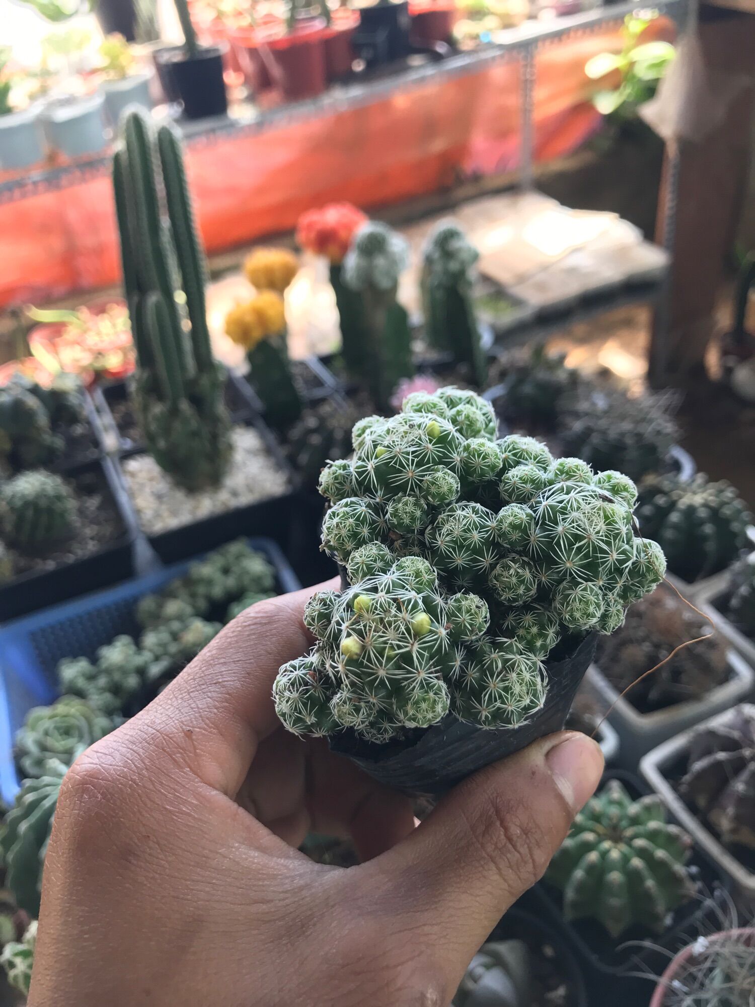 Cây xương rồng  Trứng chim