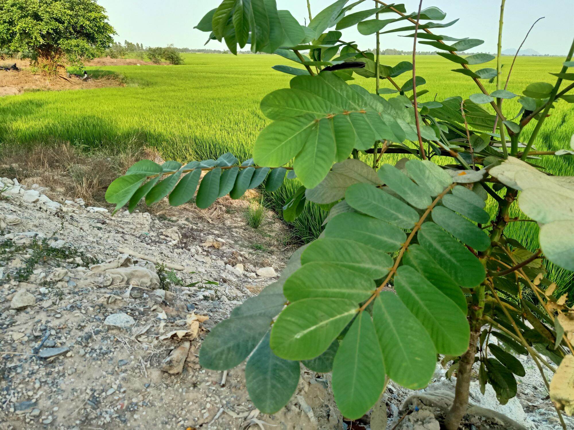 1Kg Lá Muồng Trâu Tươi/khô