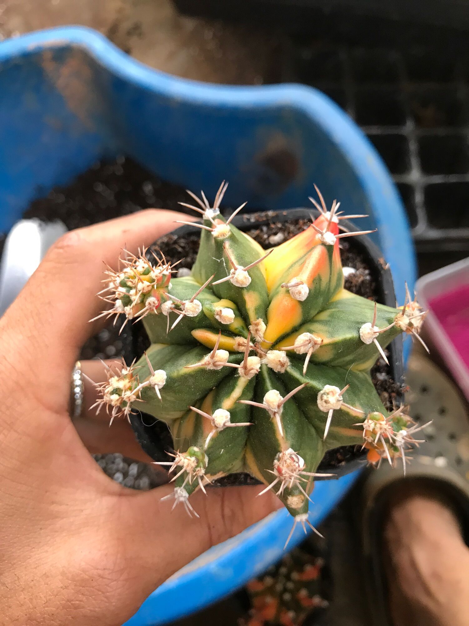 Combo 3 cây xương rồng lem size 8-10cm