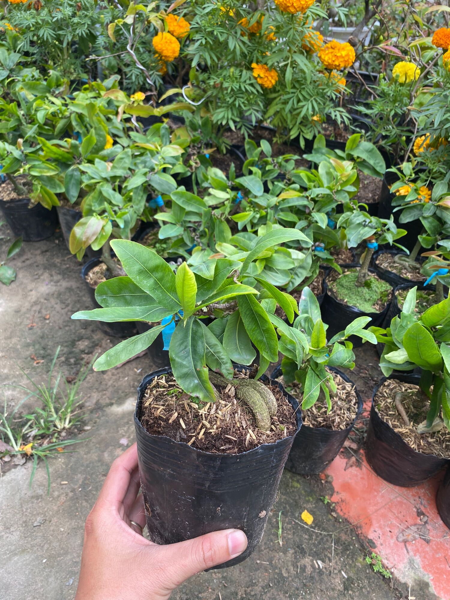 Combo 1 mai trắng , 1 mai tự quắn