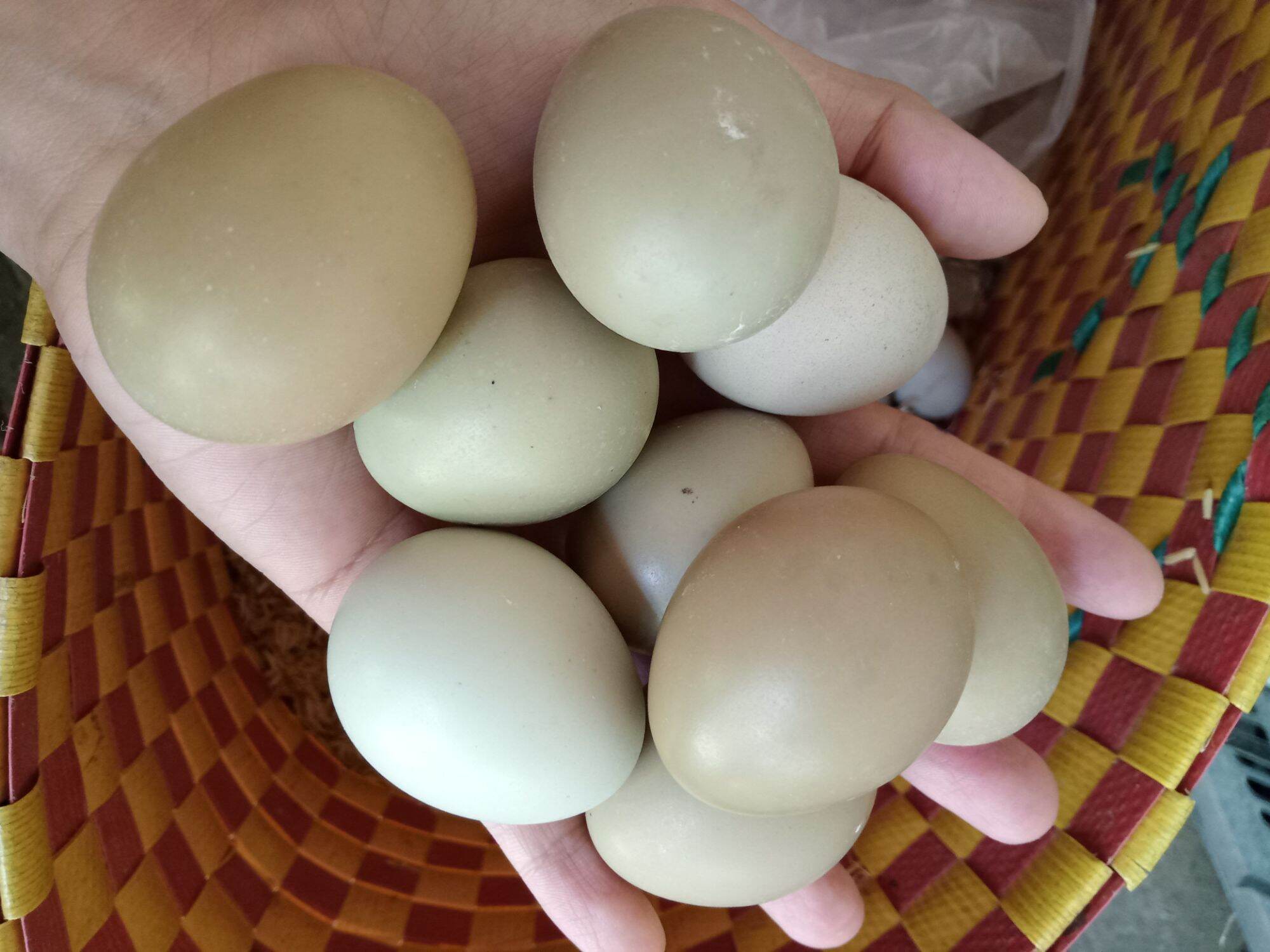 10 quả trứng chim trĩ so ăn rất bổ