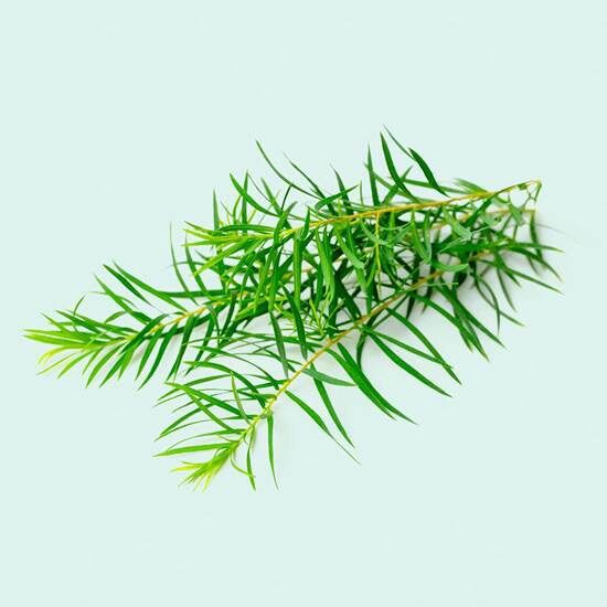 KEM CHẤM MỤN THẢO DƯỢC TRÀM TRÀ - DIẾP CÁ